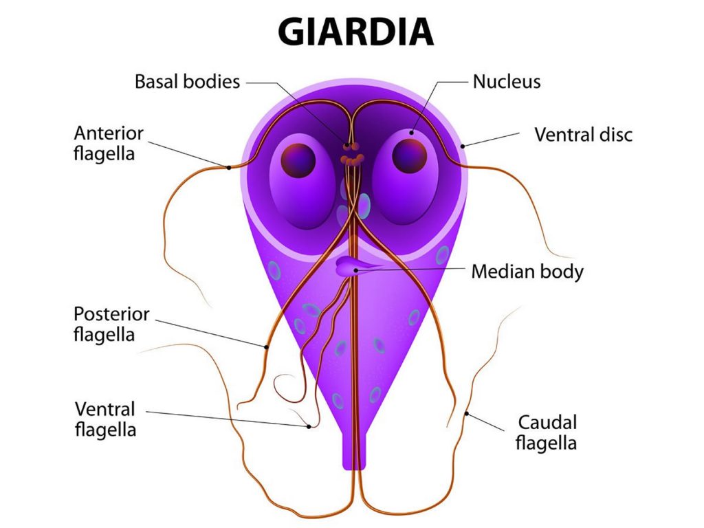 giardiasis aura paraziták összesen